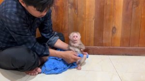 Маленькая макака.