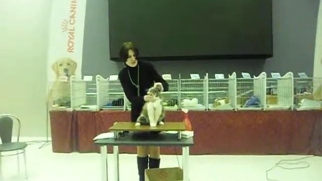 Выставка "Золотая кошка Гомеля" 11.01.15 Кнопка смотреть онлайн