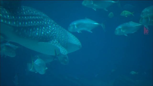 Georgia Aquarium to reopen after water main breaks -- but without two things смотреть онлайн