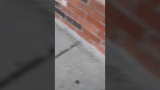 Shalayka Brown 😘😇💘💝❤ смотреть онлайн