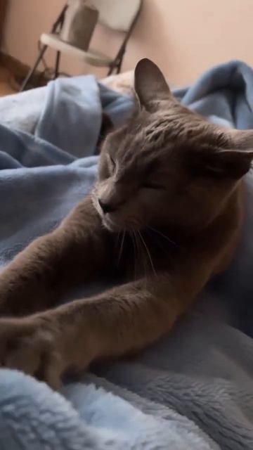 WhatsApp Video 2023 01 03 at 14 14 03 смотреть онлайн