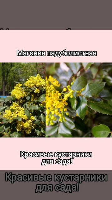 Красивые и простые в уходе кустарники! #ландшафтныйдизайн #сад #дача #кустарники смотреть онлайн