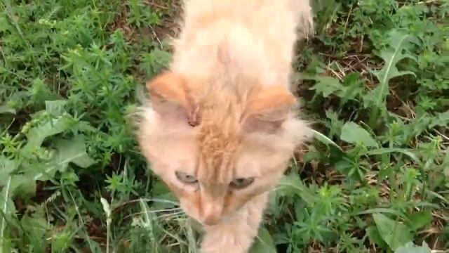 Природа LOVE - Живая природа (Наша съемка!) смотреть онлайн