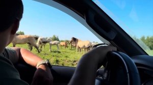 Внедряем новые технологии в хозяйстве | Башкирские лошади не перестают меня радовать