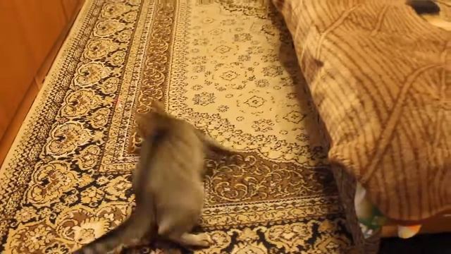 Барсик играет с лазером. смотреть онлайн