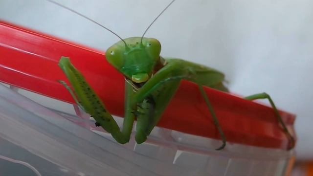 Mantis eats cricket leg Богомол ест смотреть онлайн