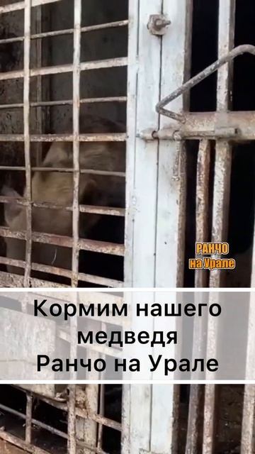 Медведь живущей прямо на Ферме#shorts смотреть онлайн