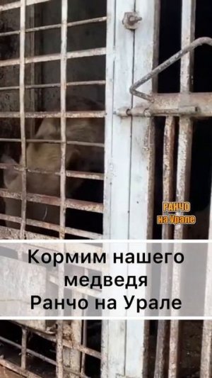 Медведь живущей прямо на Ферме#shorts