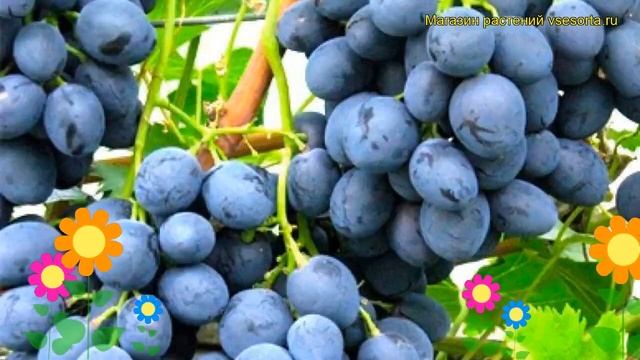 Виноград культурный Один Сид. Краткий обзор, описание характеристик vitis vinifera Odin Sid смотреть онлайн