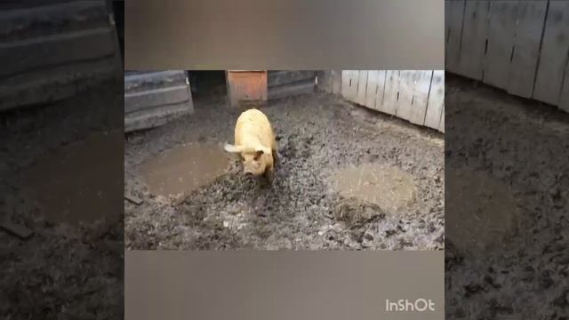 Жизнь в селе. Частная ферма.На ферме в Полтавской области.Комбикорм своими руками. смотреть онлайн