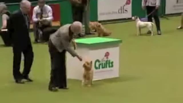 2010 Crufts Cairn Terrier In Group Judging