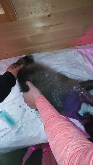 продолжаем бороться за жизнь #ямыилюша #помощьбездомнымживотным #raccoon #анапа #reels смотреть онлайн