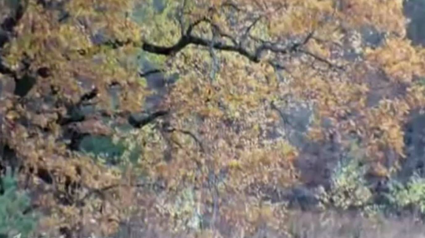 Осенние сюжеты 2011 - Autumn Plots