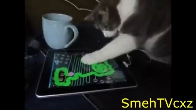Коты играют в айпад смотреть онлайн