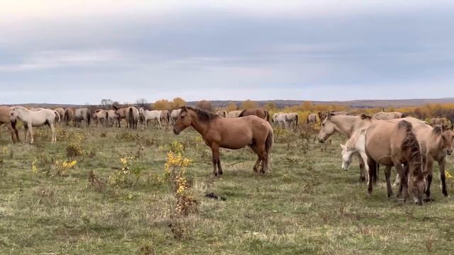 РАНЬШЕ МЫ ТАК НЕ ДЕЛАЛИ, НО В ЭТОМ ГОДУ РЕШИЛИ НЕМНОГО ПРОДАТЬ ПОЛУТОРНИКОВ БАШКИРСКИХ ЛОШАДЕЙ смотреть онлайн