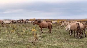 РАНЬШЕ МЫ ТАК НЕ ДЕЛАЛИ, НО В ЭТОМ ГОДУ РЕШИЛИ НЕМНОГО ПРОДАТЬ ПОЛУТОРНИКОВ БАШКИРСКИХ ЛОШАДЕЙ