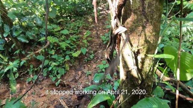 Trail Cam Carnage: 11 Cameras Destroyed in Jungle Soak | Costa Rica Wildlife Footage смотреть онлайн