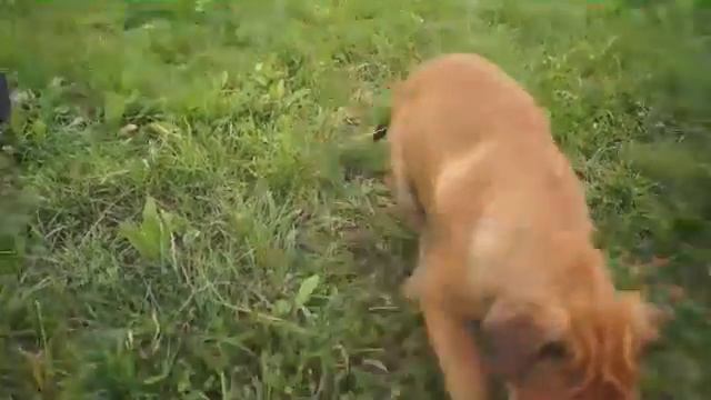 Ка Де Бо  Джоли