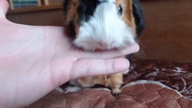 Морская свинка. Guineapig-357. смотреть онлайн