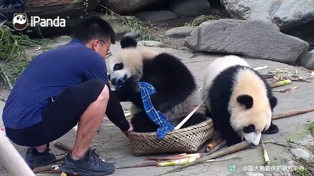 【Panda Billboard】Episode 197 How Pandas Readjust After The Holidays | iPanda смотреть онлайн
