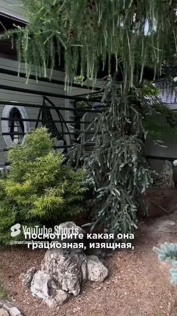 Ель «Виргата». Какую выбрать? смотреть онлайн