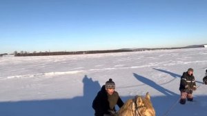 Будни Фермера/ Решили обучить еще одного жеребца/ Рассказываю какие цены и как купить у нас лошадей