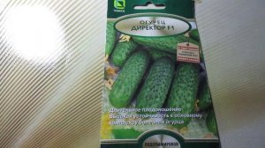Обзор огурца «Директор F1» («Поиск»): Урожайный гибрид для закрытого грунта
