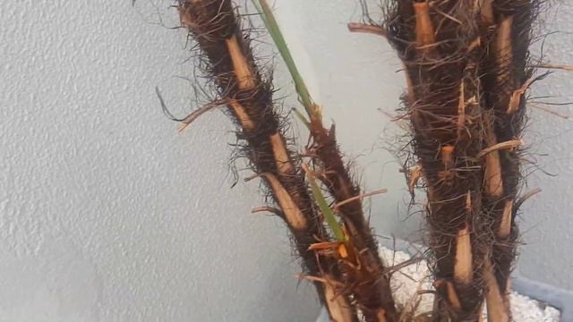 RECUPERAR A PALMEIRA RÁFIA. смотреть онлайн