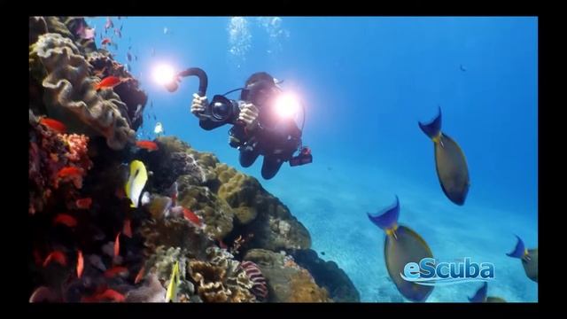 Sea Dragon 4500 With SeaLife DC2000