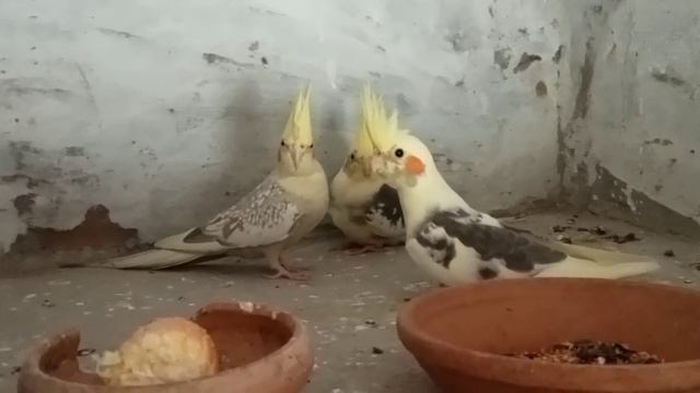 Cocktail Parrot Business Plan | Cocktail setup fusibility report | смотреть онлайн