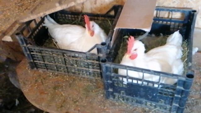 Замена сетки / Обзор курочек смотреть онлайн