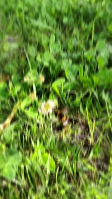 Просто шмель