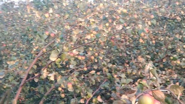 Kashmiri Apple ber plant 7029407157 смотреть онлайн