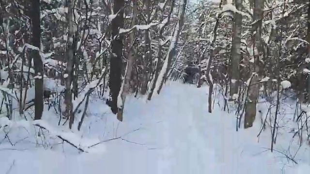 По зимнему лесу. смотреть онлайн