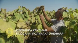 RELIX_Video-obzor-gibrida-podsolnechnika-Artemida