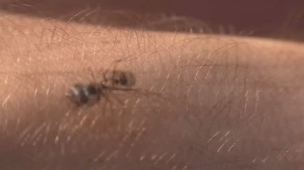 Муравей макросъёмка