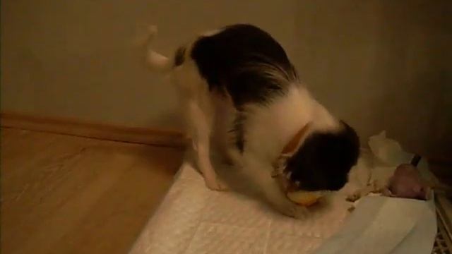 Нерошка в ошейнике (когда мы его первый раз надели)