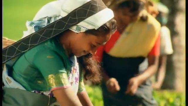 Dilmah Pure Ceylon Tea - TV Commercial смотреть онлайн