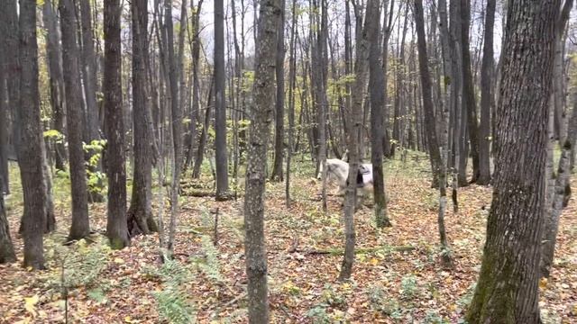 Выехали на лошадях искать в глубоком лесу табун сбежавших башкирских лошадей/ КФХ Хасана Идиятуллина смотреть онлайн