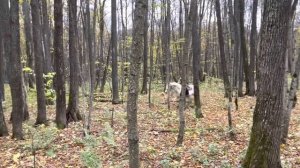 Выехали на лошадях искать в глубоком лесу табун сбежавших башкирских лошадей/ КФХ Хасана Идиятуллина