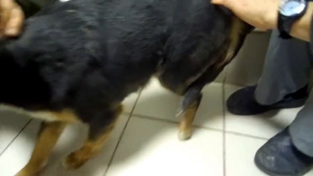 Балаклава-собака-перелом.MOV