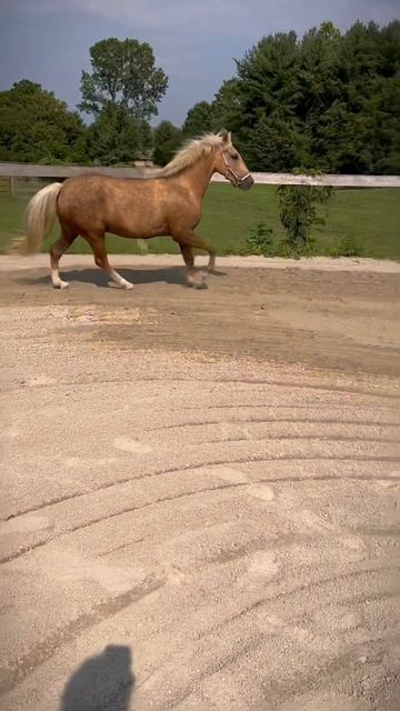 One of the little lesson pony’s at our barn! Bailey❤️ #horse #horsey #equestrian #blowup смотреть онлайн