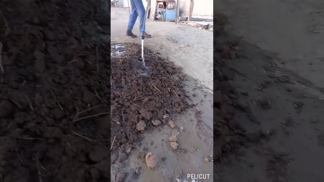 шұбалшаң өсіру,калифорниялық,биогумус Атырау смотреть онлайн