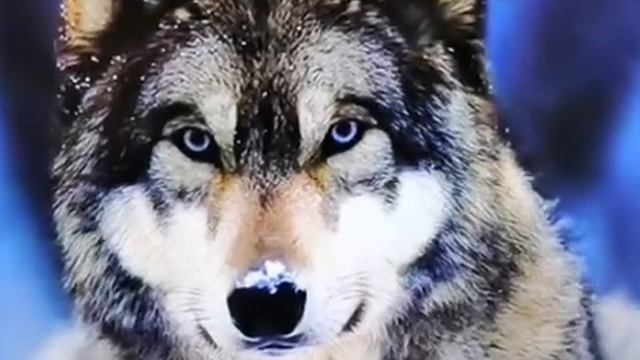 lupo ulula Wolf howling смотреть онлайн