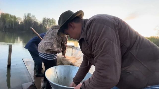 Запуск рыбы в наш пруд/ Выращивание карпа/ Разведение рыбы смотреть онлайн