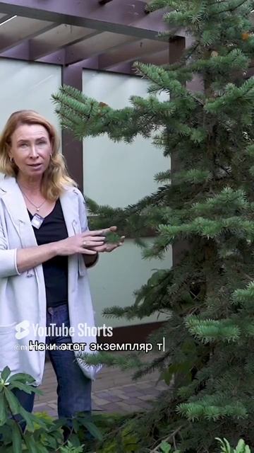 Елочка колючая, сорт «Майголд». смотреть онлайн