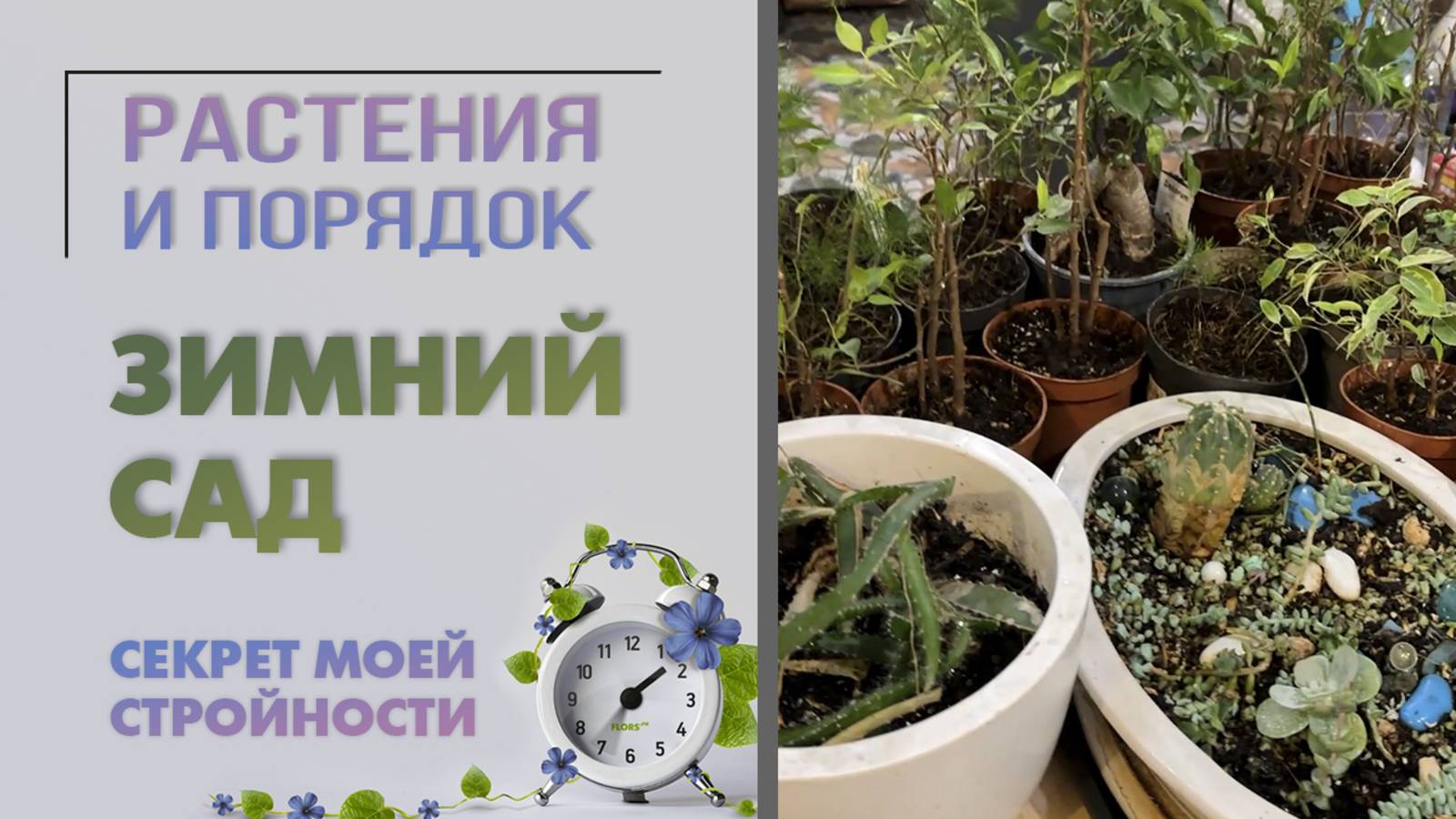 Секрет моей стройности: 10 часов в зимнем саду. Преображение. Комнатные растения до и после.