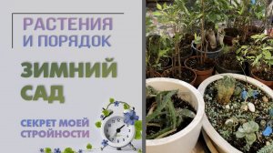 Секрет моей стройности: 10 часов в зимнем саду. Преображение. Комнатные растения до и после.