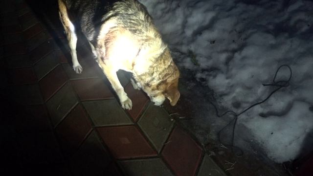 Лучший друг человека получил вкусняшку смотреть онлайн