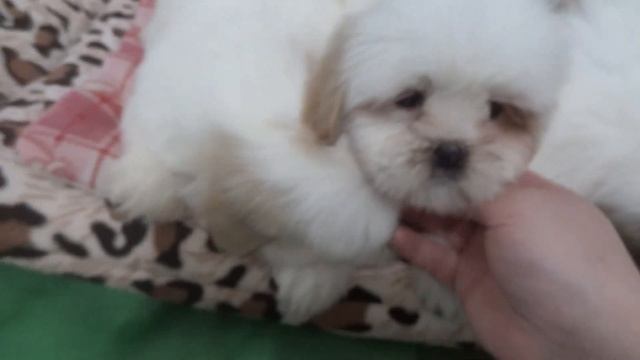 Filhotes Nikita X Lucky (05/08/2020) - Lhasa Apso